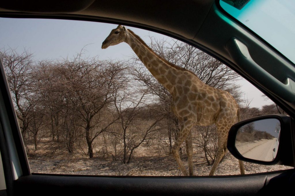 Žirafa prochází kolem našeho auta