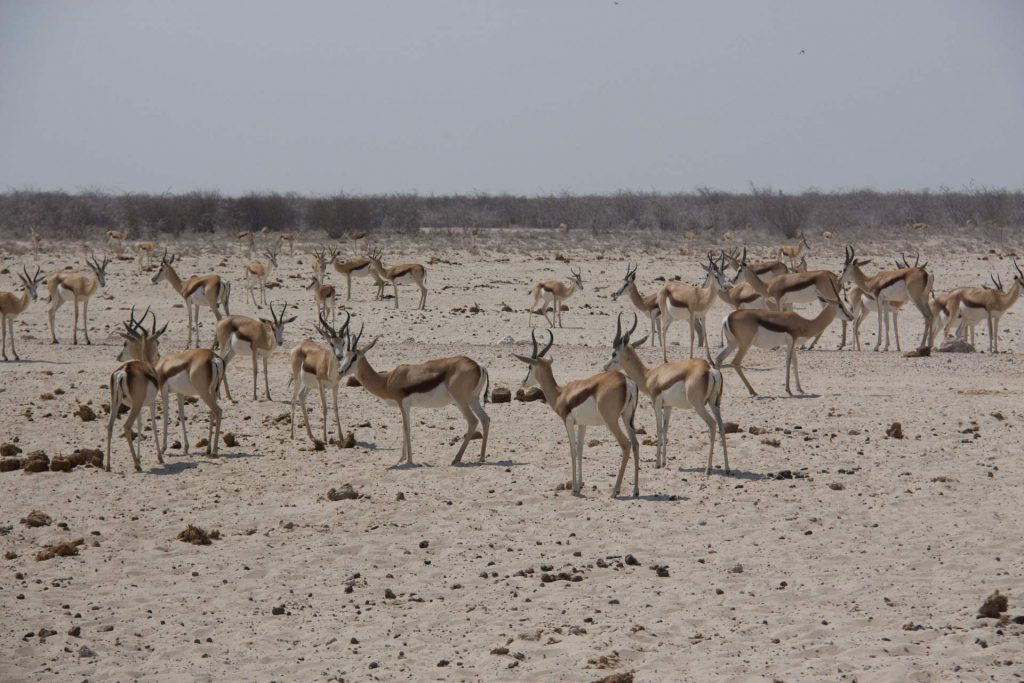 Antilopa skákavá (Springbok) - těch jsou tady tisíce